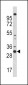 CDC2 Antibody (N-term)
